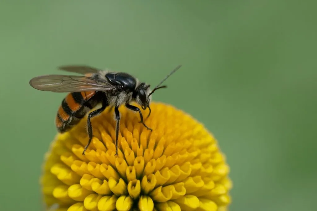 Bug Identification Tools and Apps