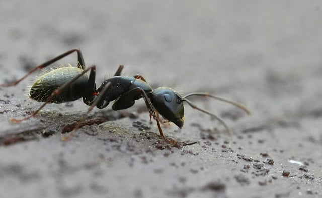 Carpenter Ant