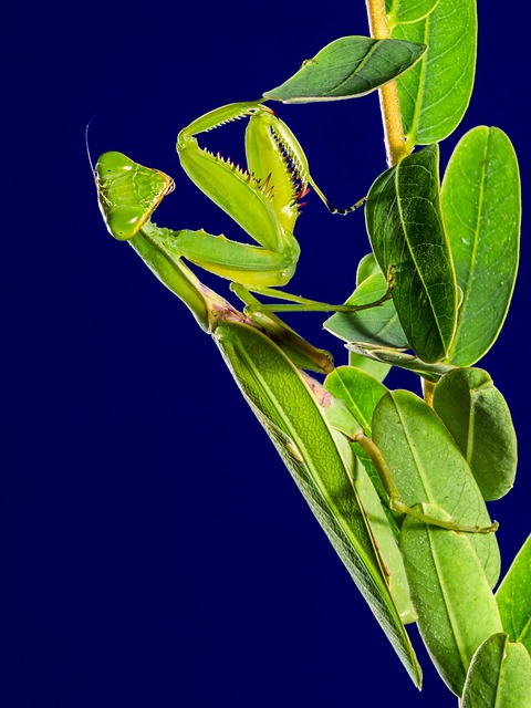 Praying Mantis