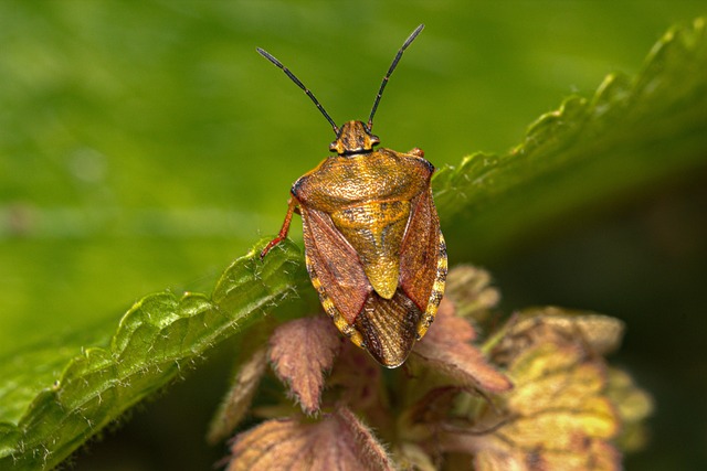 Stink Bug